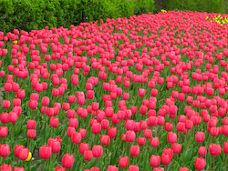 Canadian Tulip Festival Ottawa